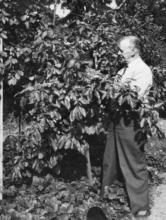 Albert Jensen vid sitt plommonträd utanför villan i Älta.